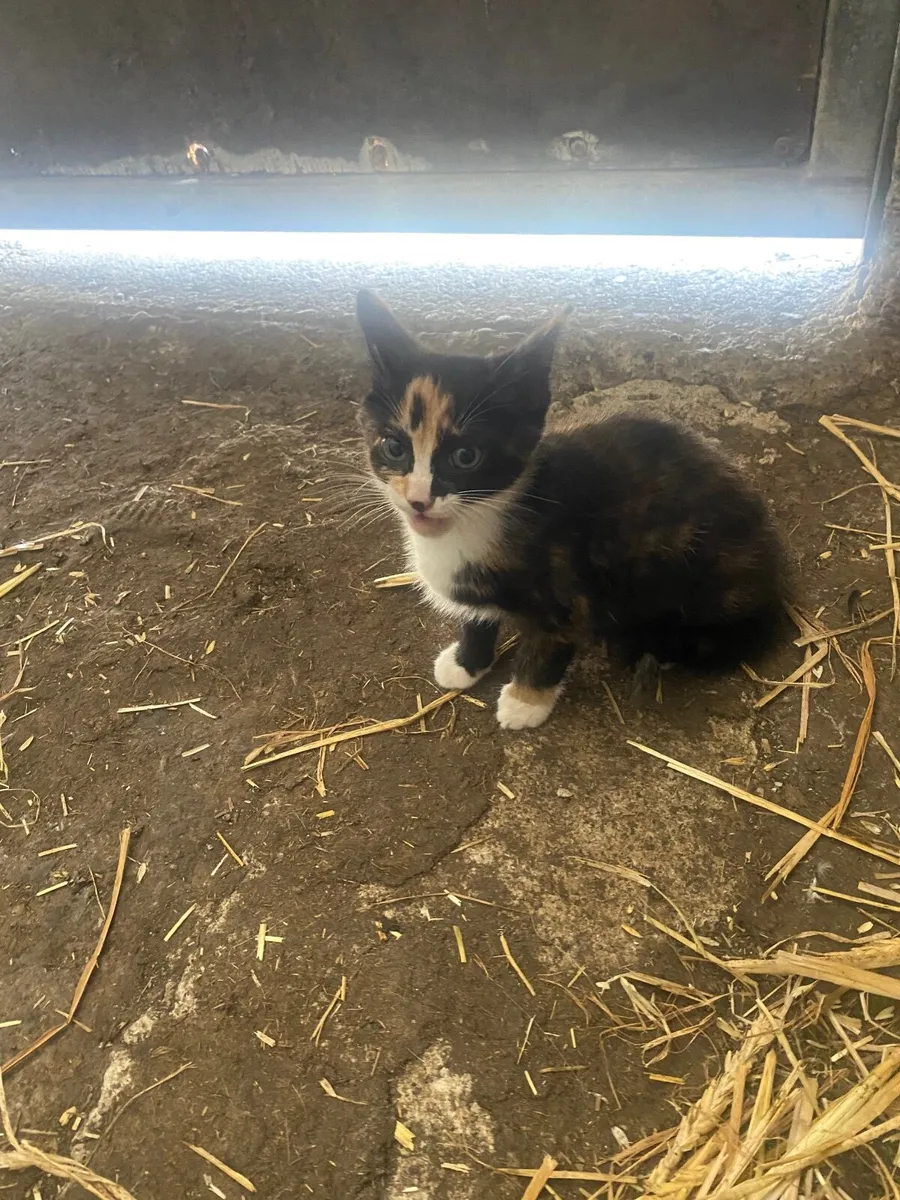 Kittens - Image 4