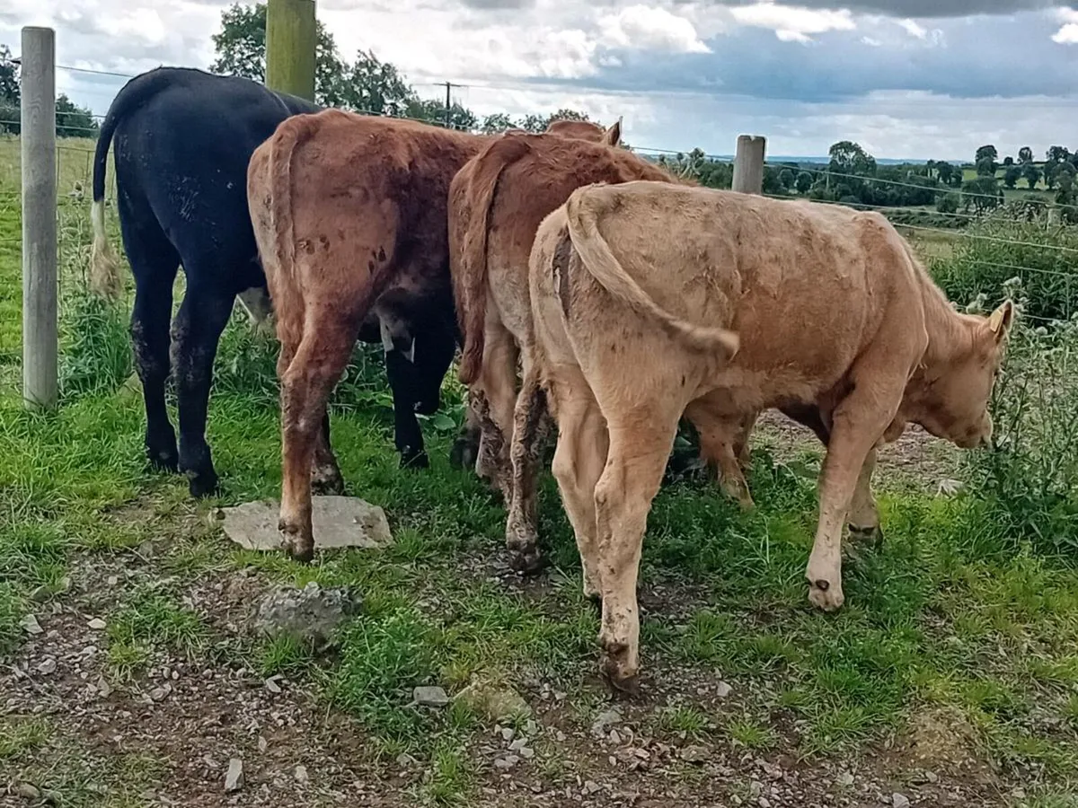 4 Smashing Bullock Weanlings - Image 1