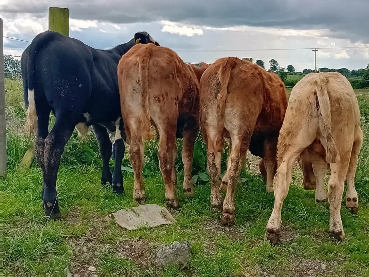 4 Smashing Bullock Weanlings - Image 2