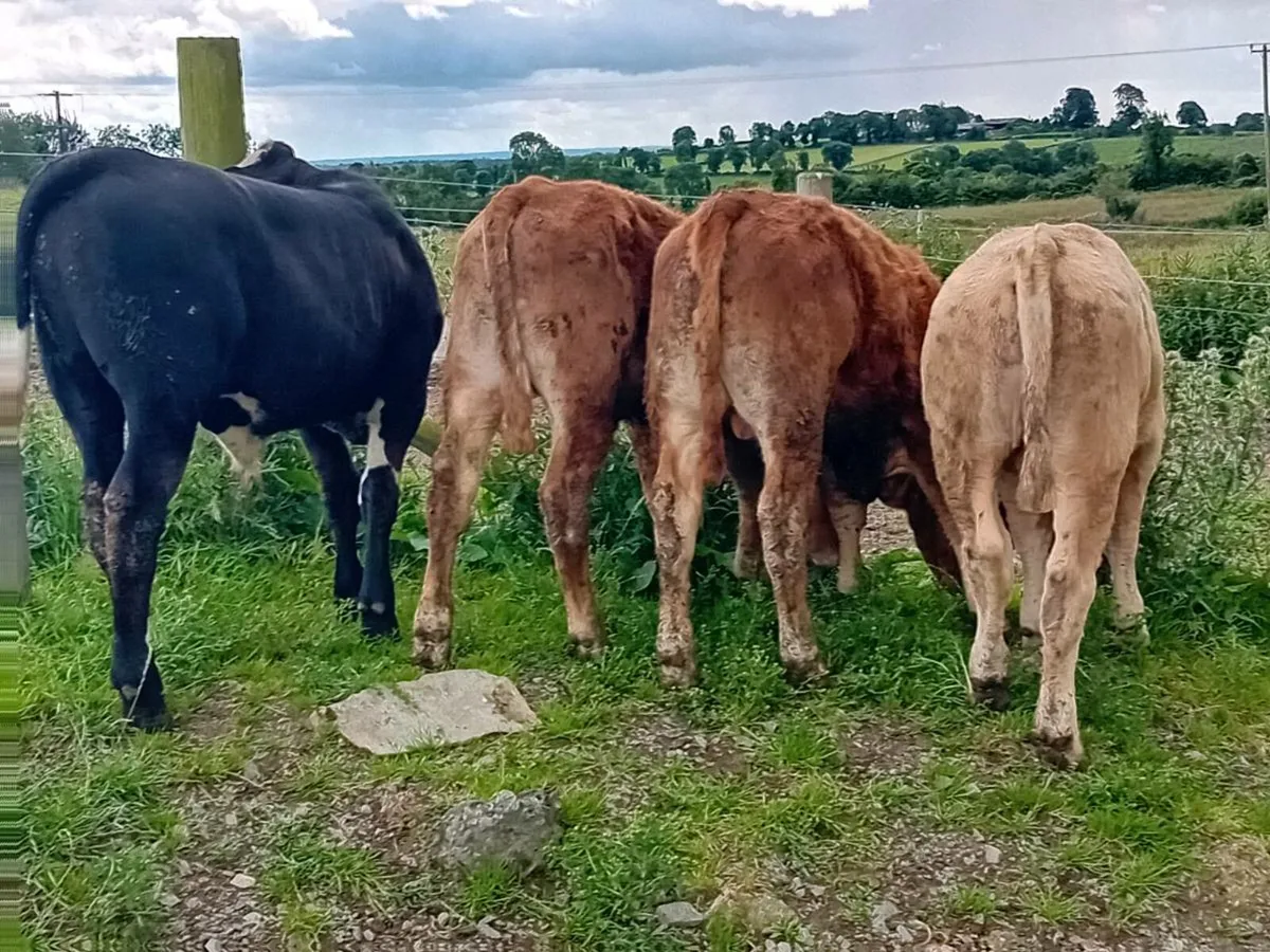 4 Smashing Bullock Weanlings - Image 3
