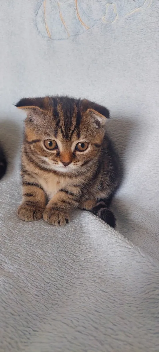 Scottish fold and straight kittens - Image 1
