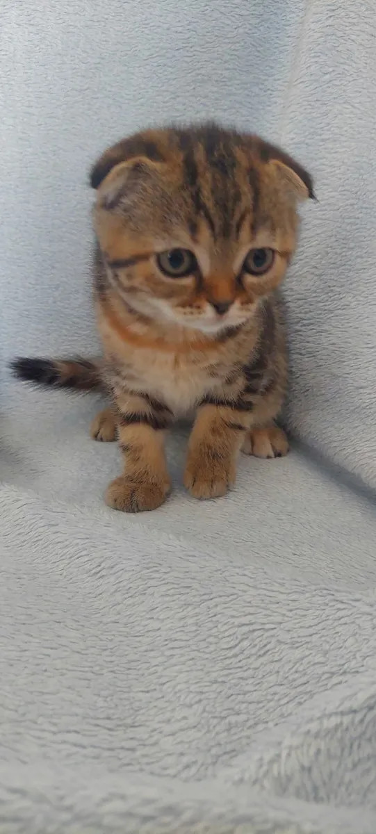 Scottish fold and straight kittens - Image 3