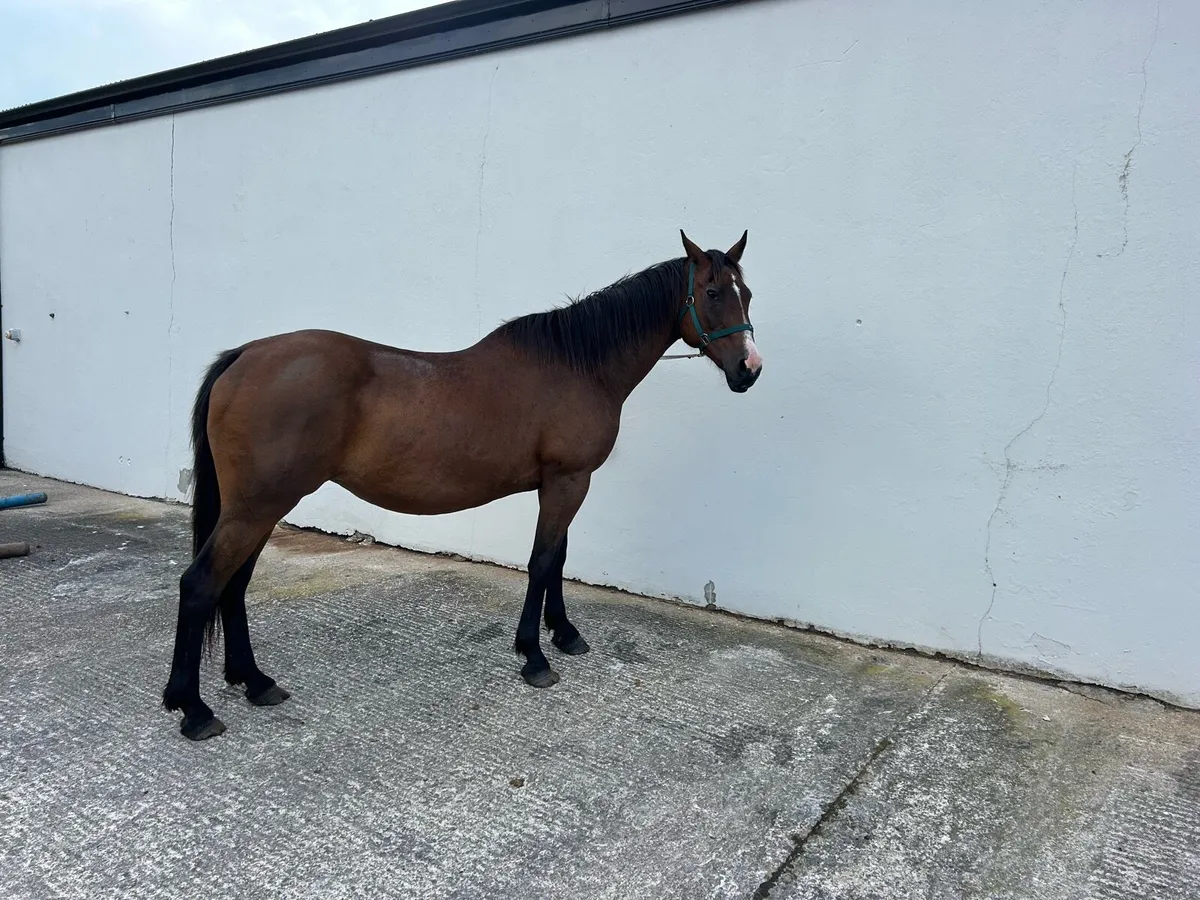 18 year old heavy mare - Image 1