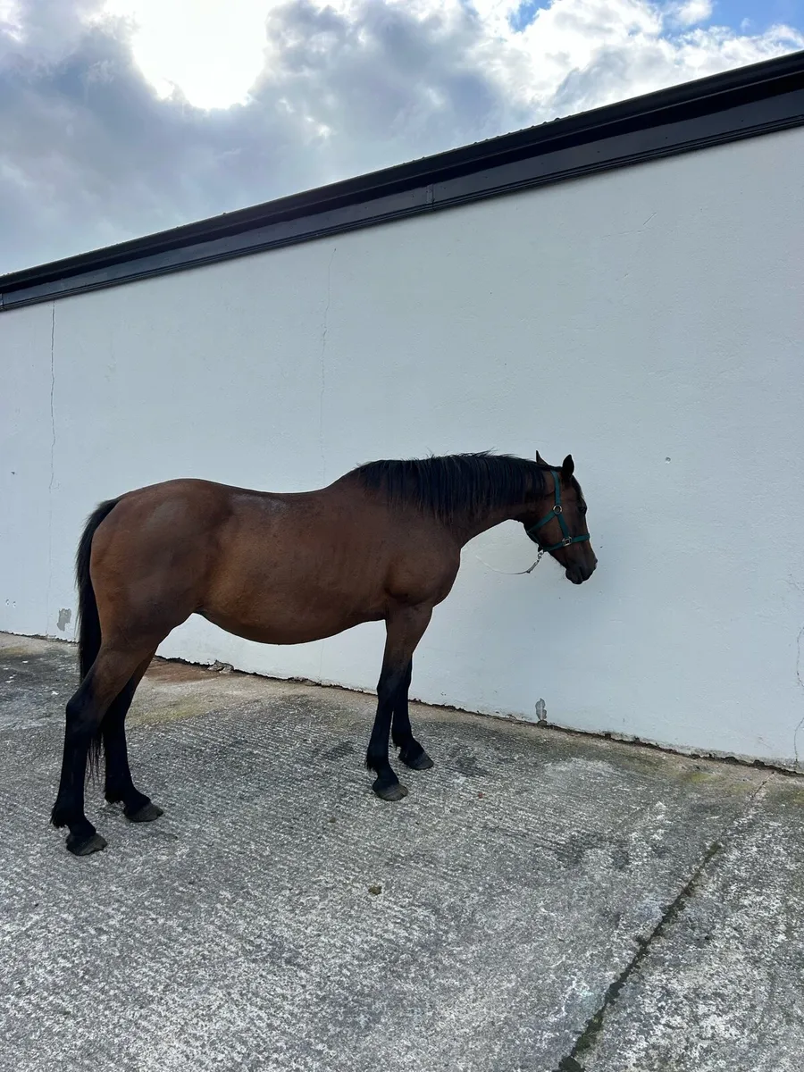 18 year old heavy mare - Image 2