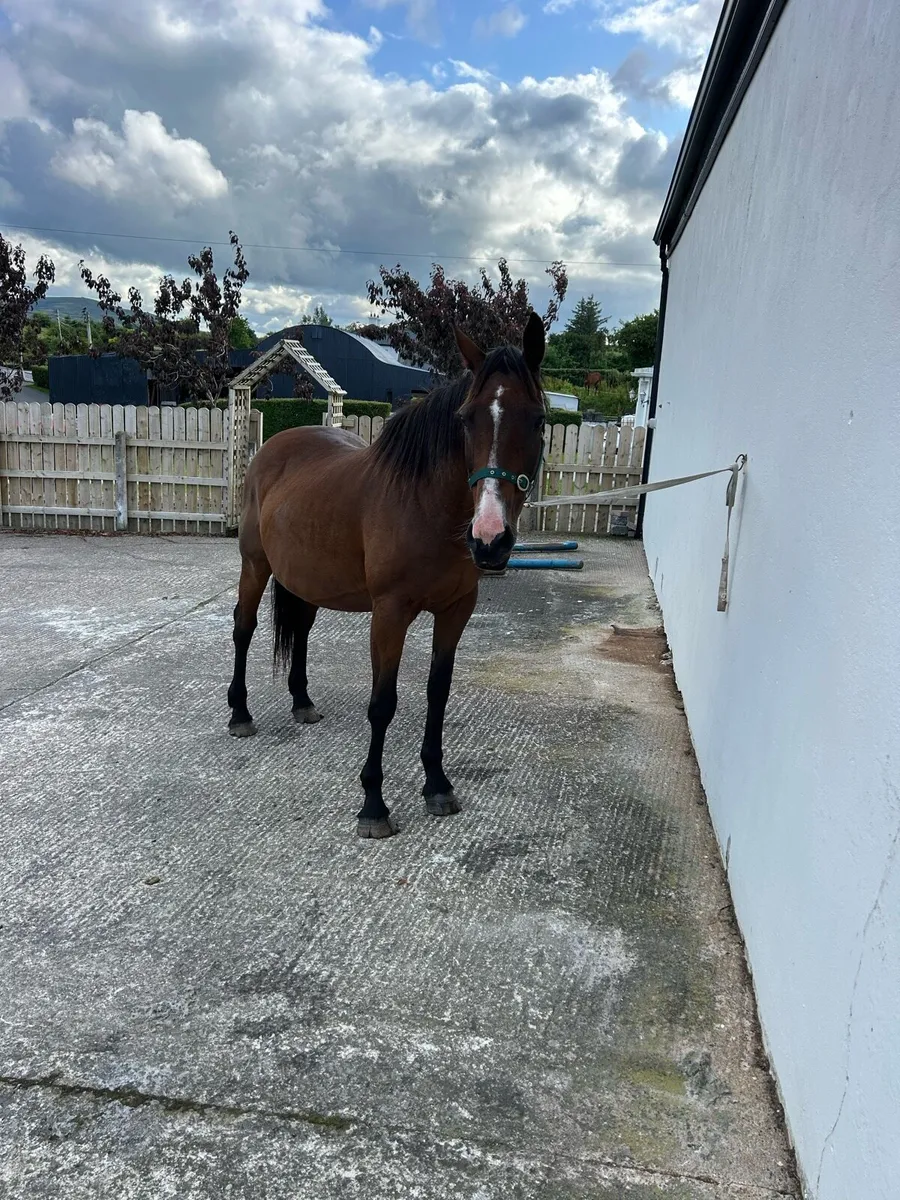 18 year old heavy mare - Image 3