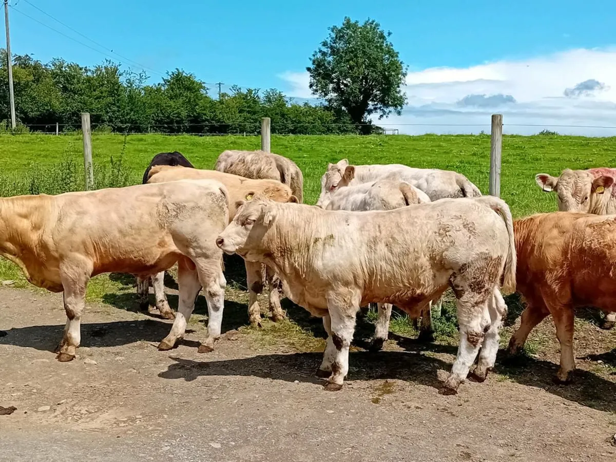 12 Smashing Charlaois Bullocks - Image 3
