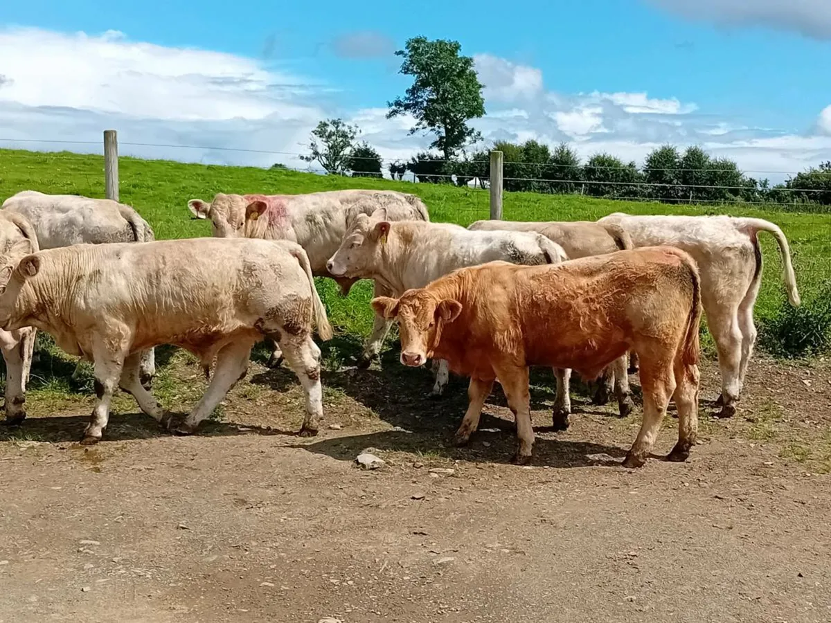 12 Smashing Charlaois Bullocks - Image 4