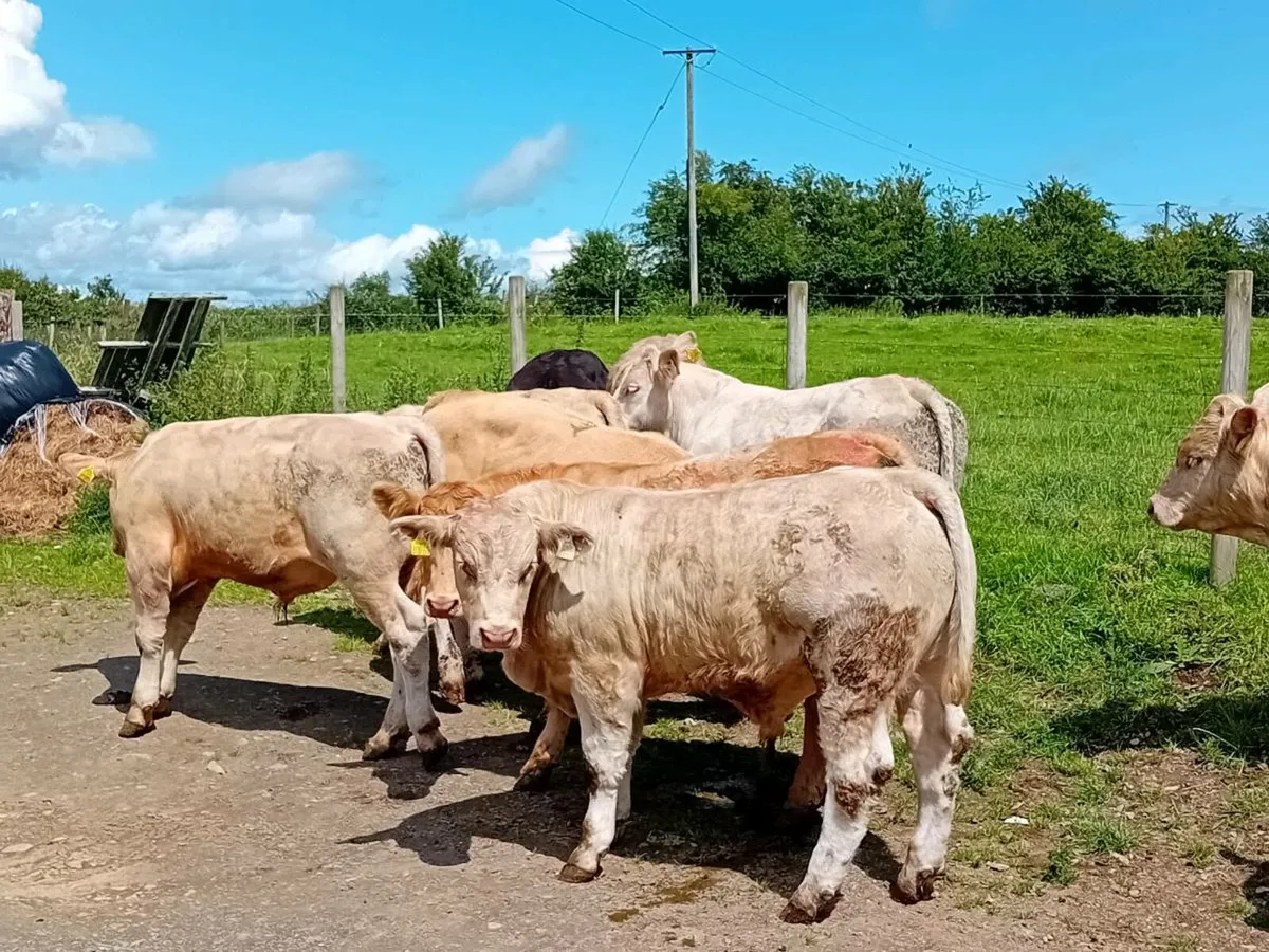 12 Smashing Charlaois Bullocks - Image 1