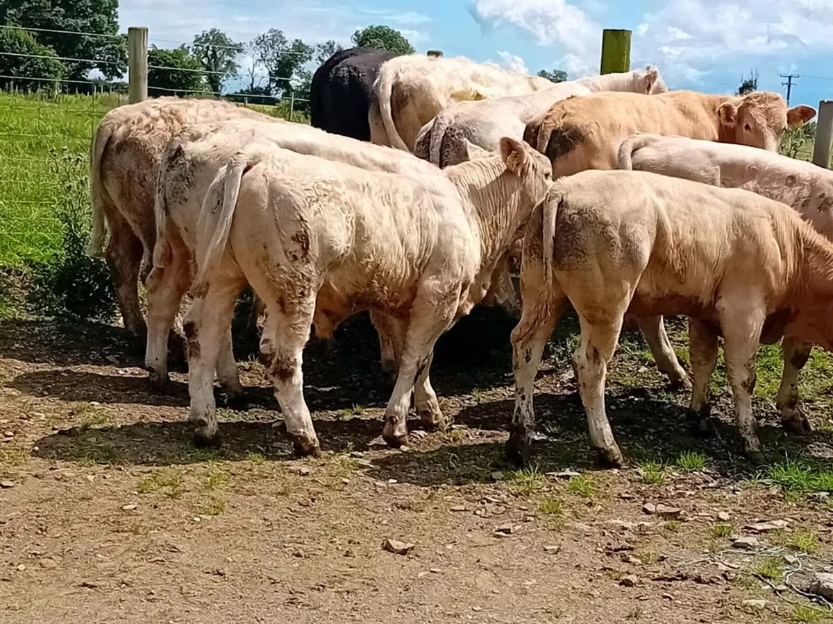 12 Smashing Charlaois Bullocks - Image 2