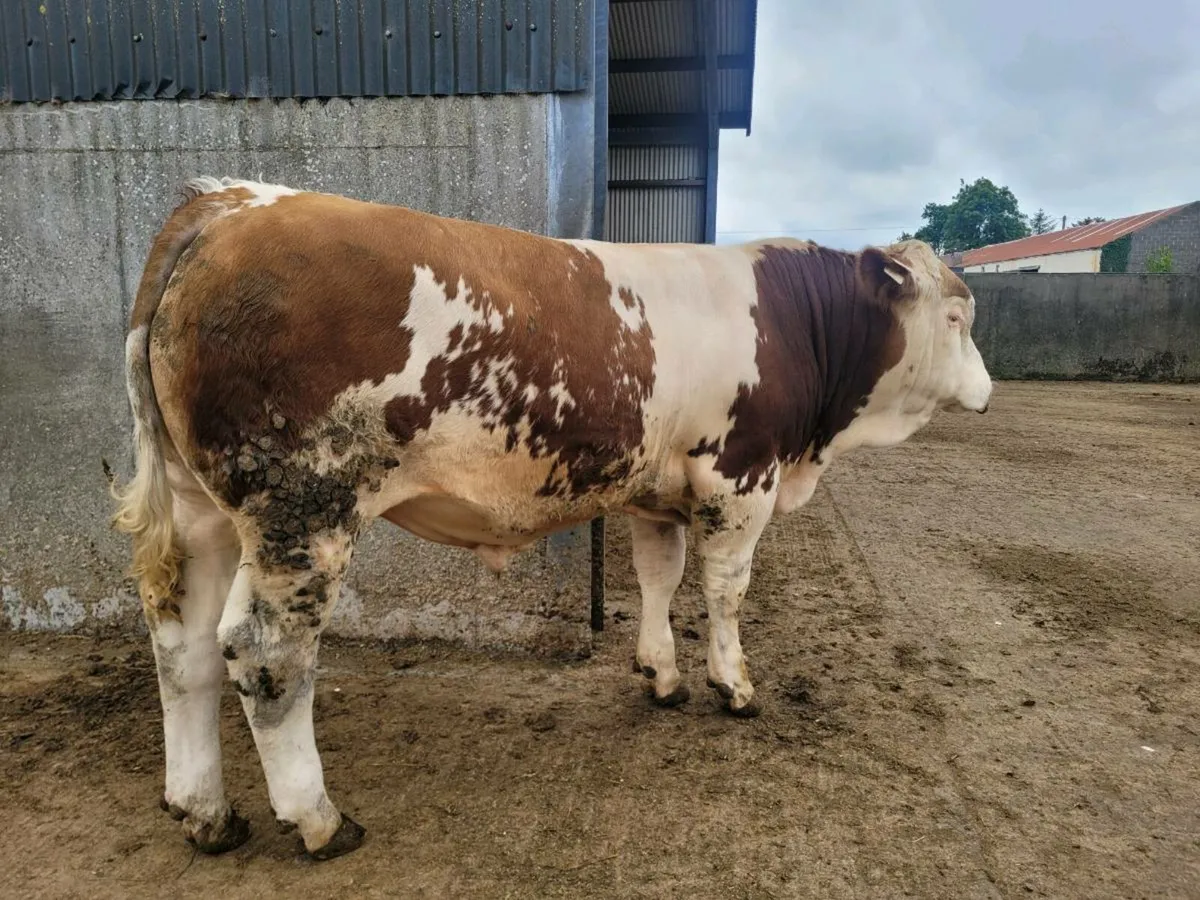 PBR POLLED EASY CALVING SIMMENTAL BULLS - Image 2