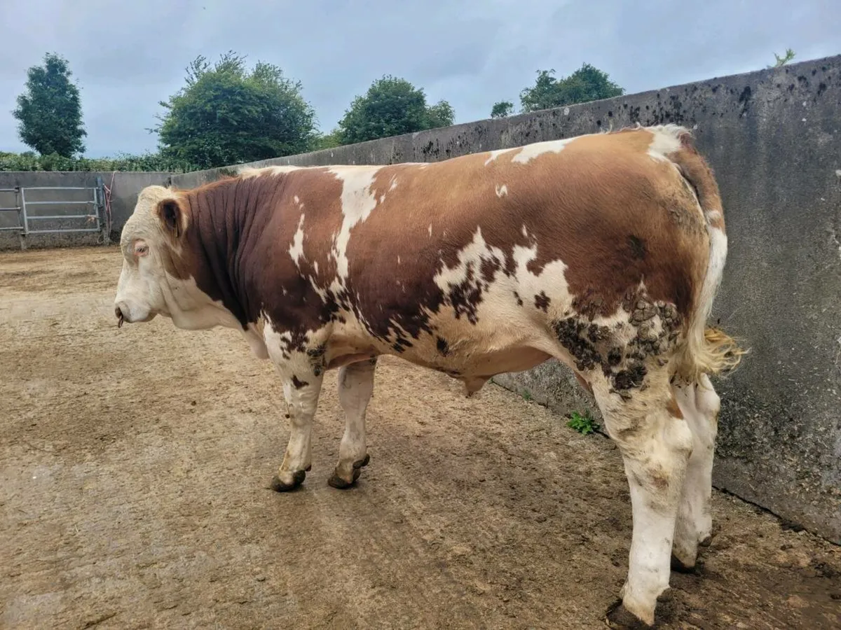 PBR POLLED EASY CALVING SIMMENTAL BULLS - Image 4