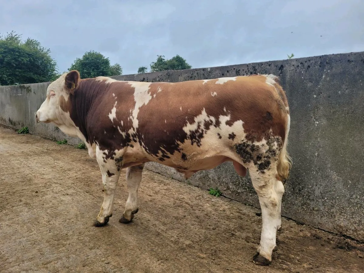 PBR POLLED EASY CALVING SIMMENTAL BULLS - Image 1