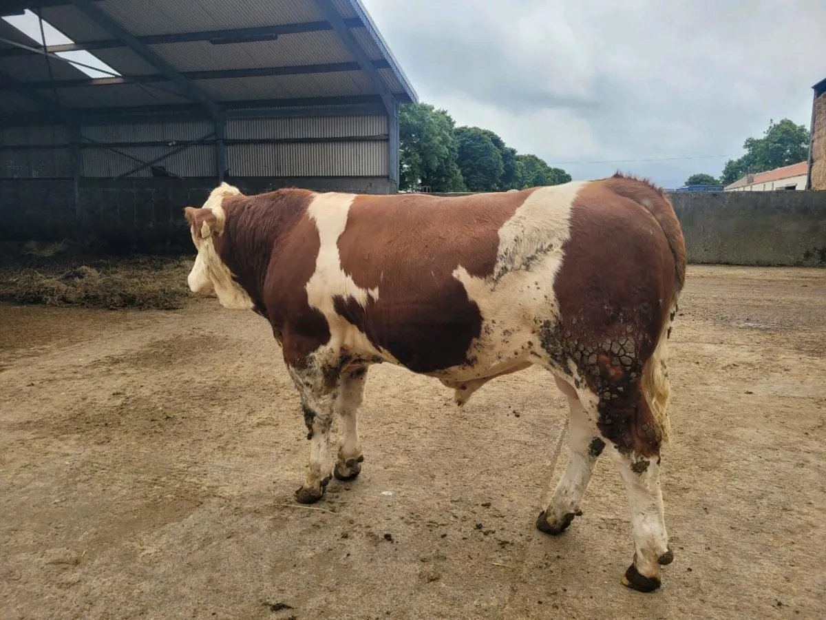 PBR POLLED EASY CALVING SIMMENTAL BULLS - Image 3