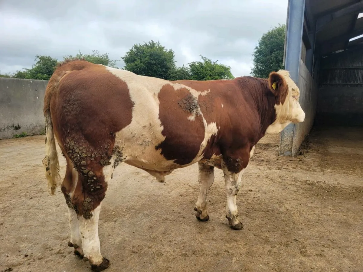 PBR POLLED EASY CALVING SIMMENTAL BULLS - Image 4