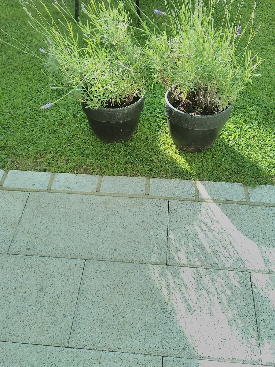 Ceramic pots with lavender plants - Image 2