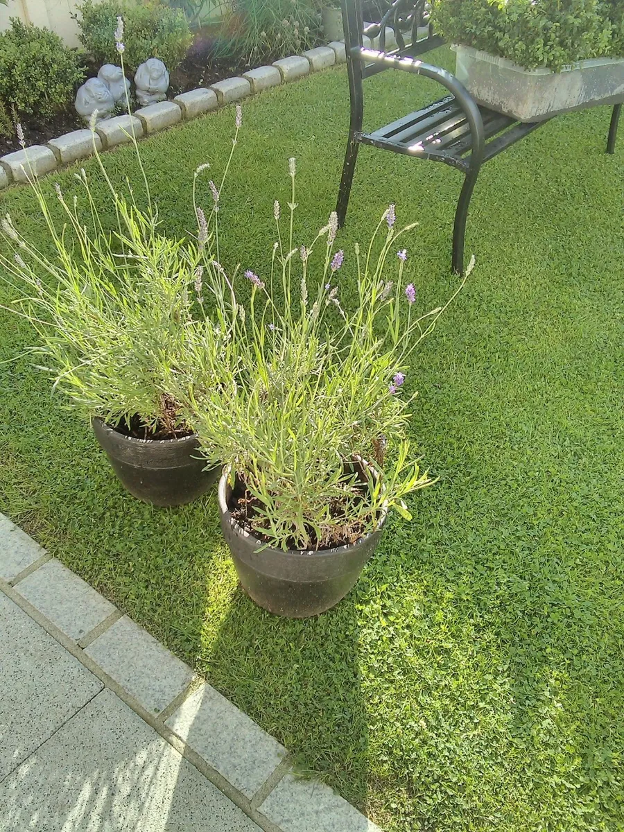 Ceramic pots with lavender plants - Image 1