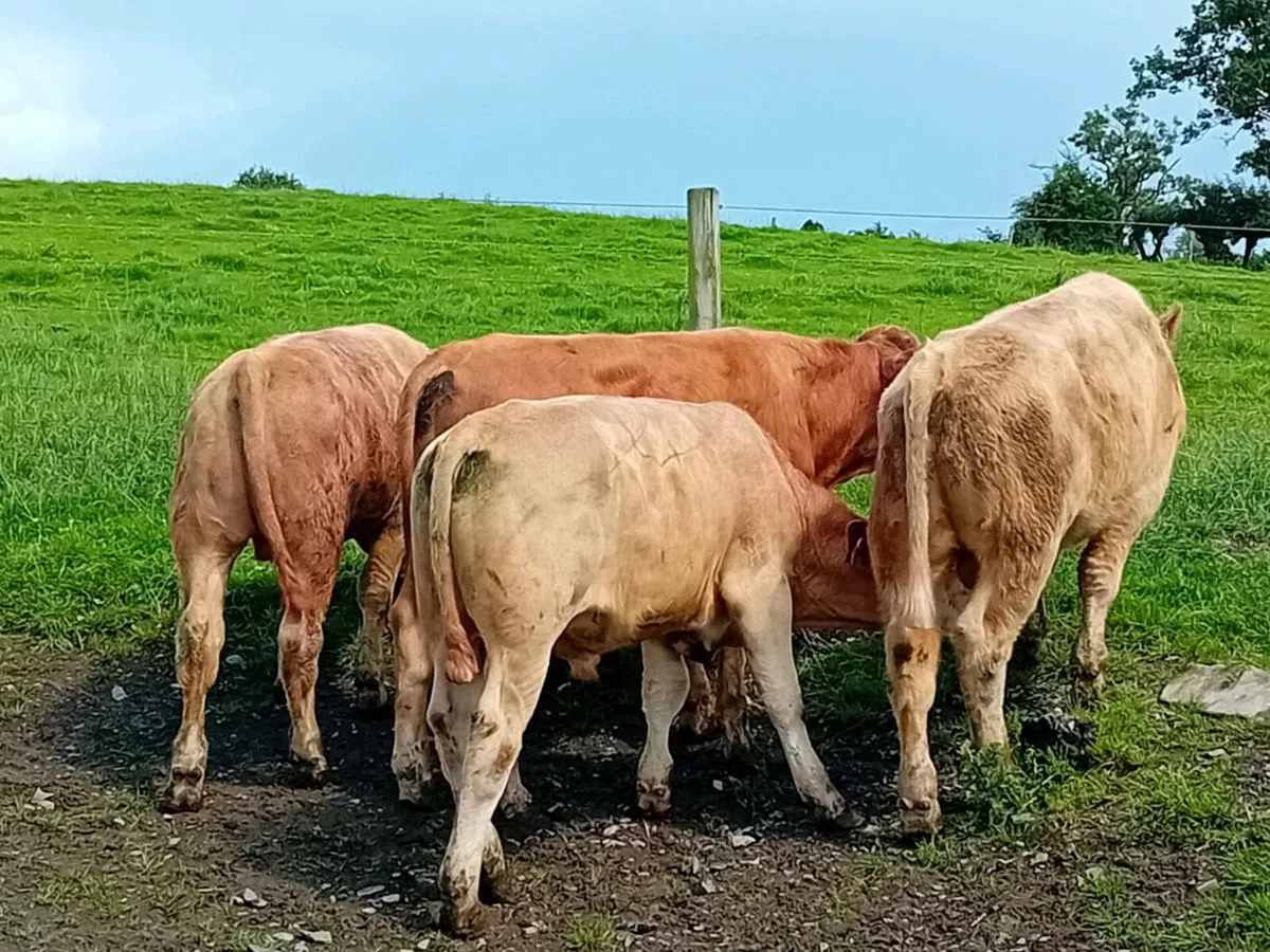 8 Smashing Charlaois Bullocks - Image 1