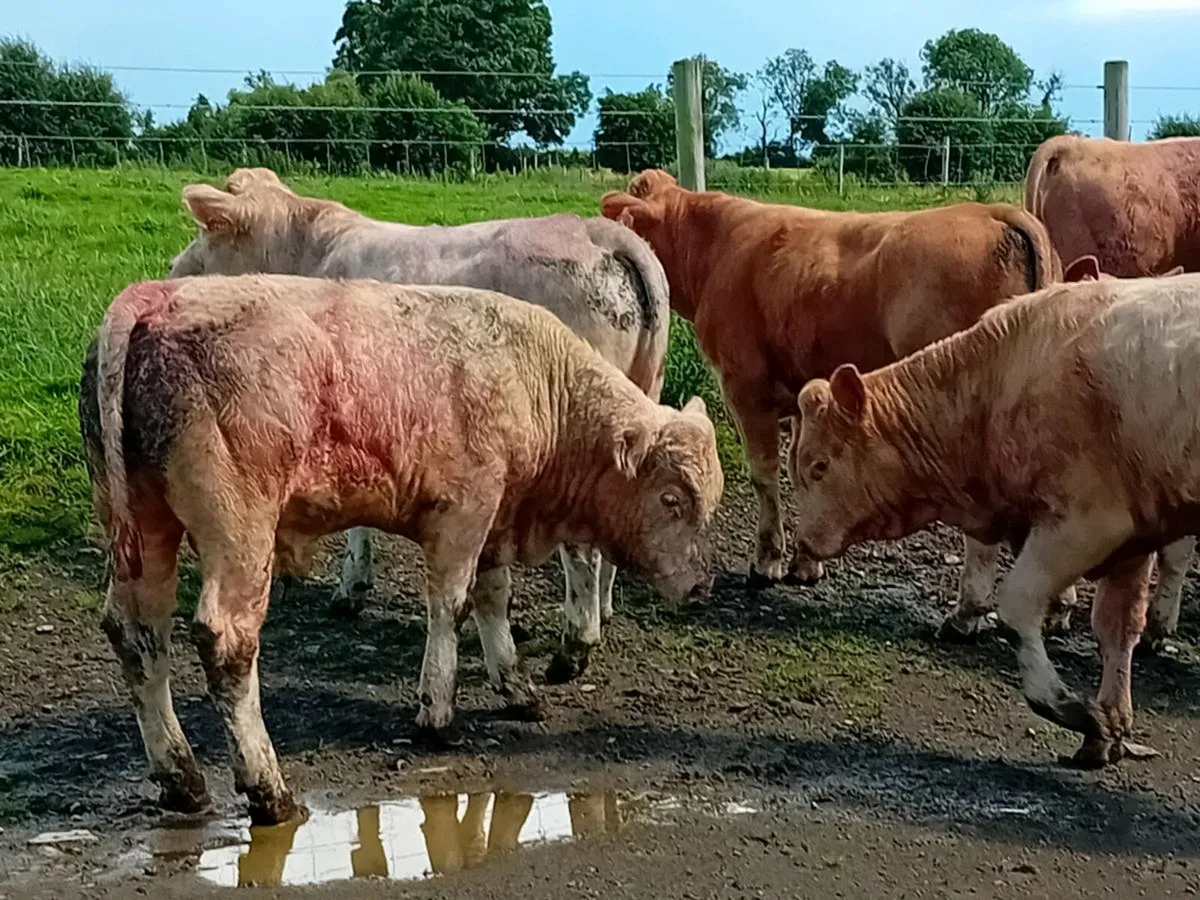 8 Smashing Charlaois Bullocks - Image 2