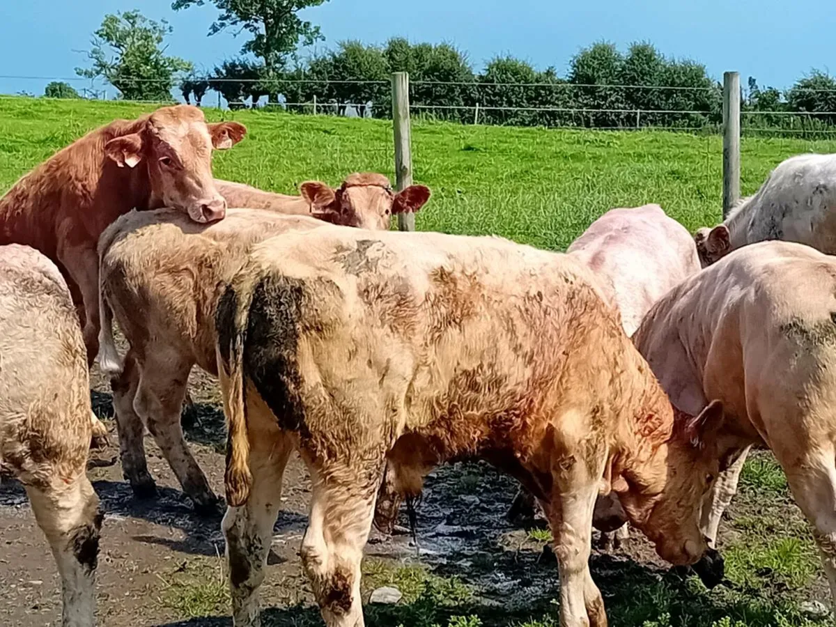 8 Smashing Charlaois Bullocks - Image 3