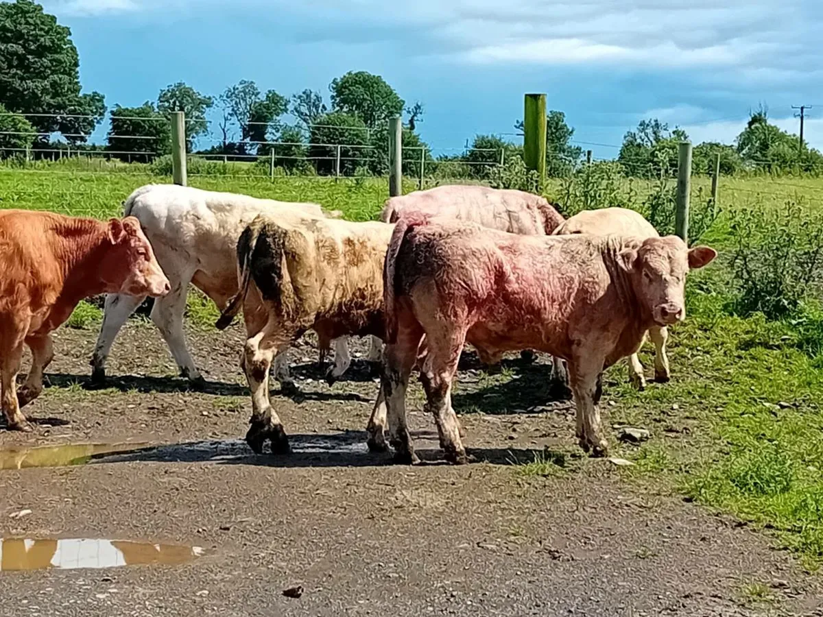 8 Smashing Charlaois Bullocks - Image 4