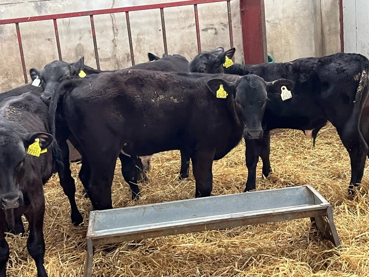 ⭐️ 8 Super Aberdeen Angus Bull Runners ⭐️ - Image 1