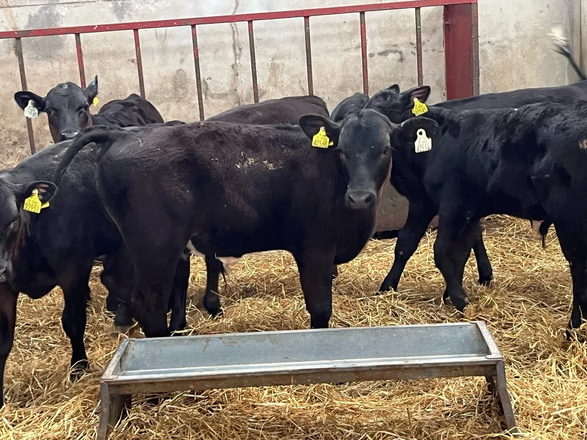 ⭐️ 8 Super Aberdeen Angus Bull Runners ⭐️ - Image 2