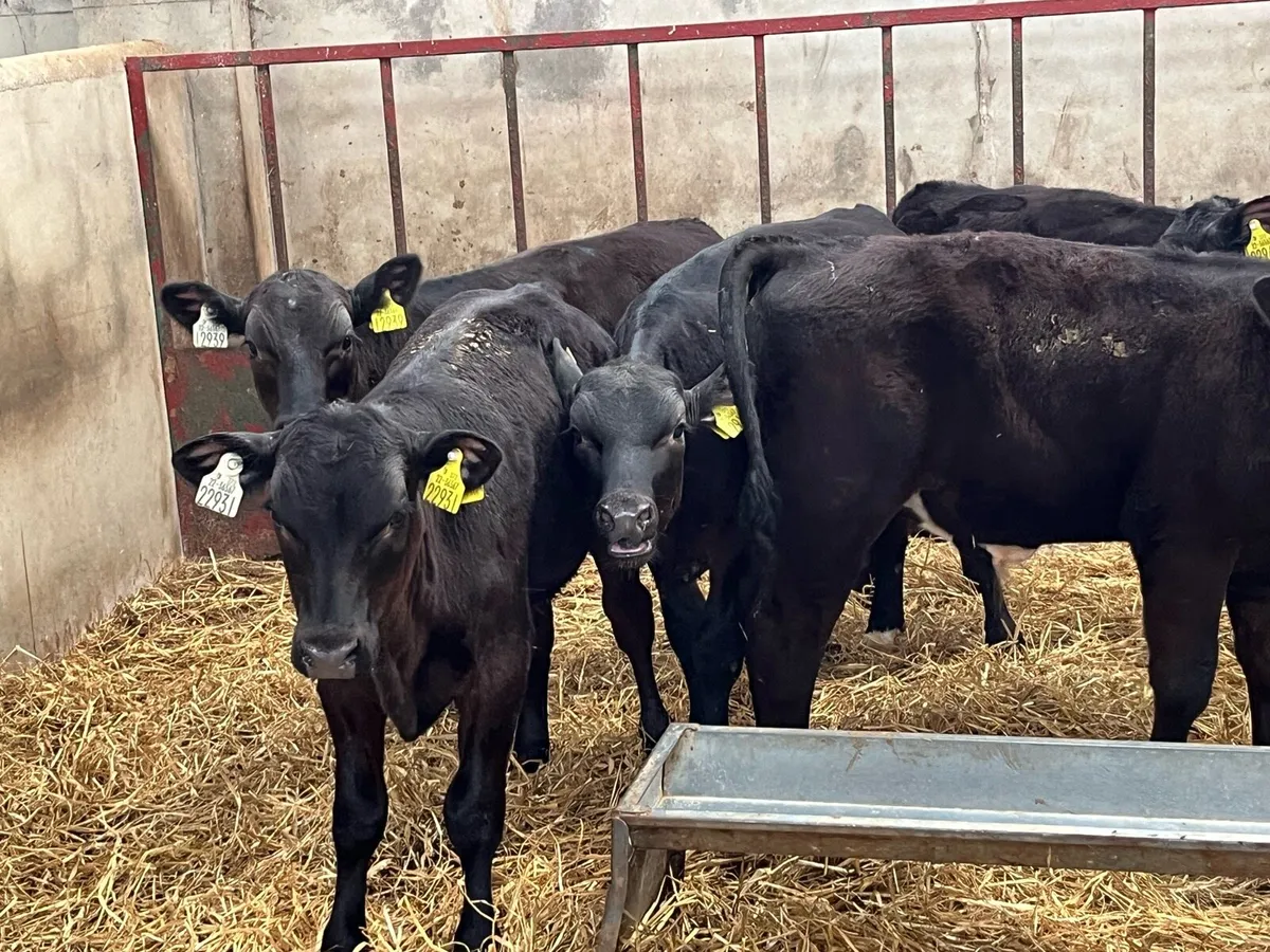 ⭐️ 8 Super Aberdeen Angus Bull Runners ⭐️ - Image 4