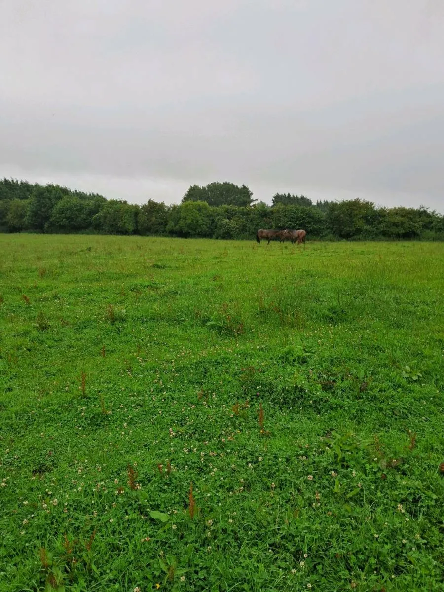 Grass Livery