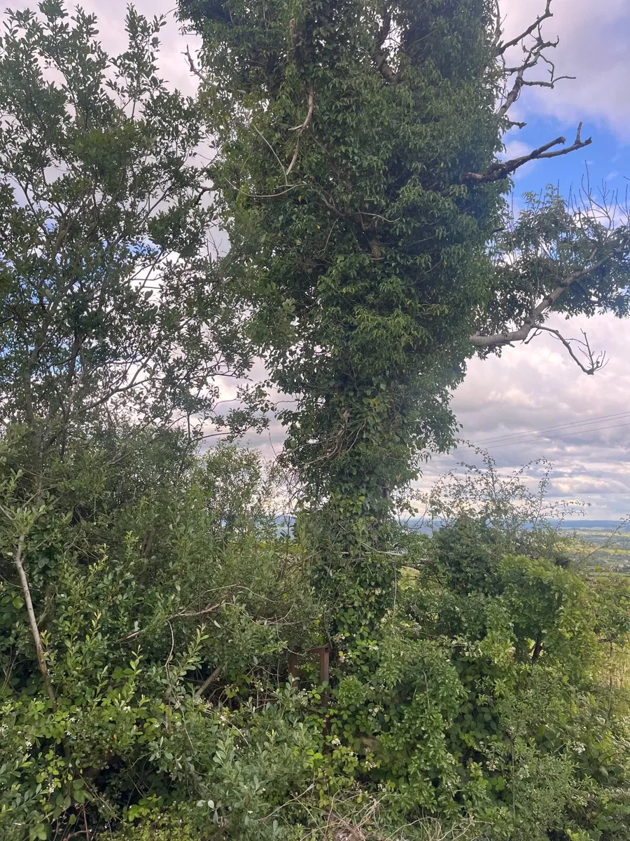 Trees - Image 1