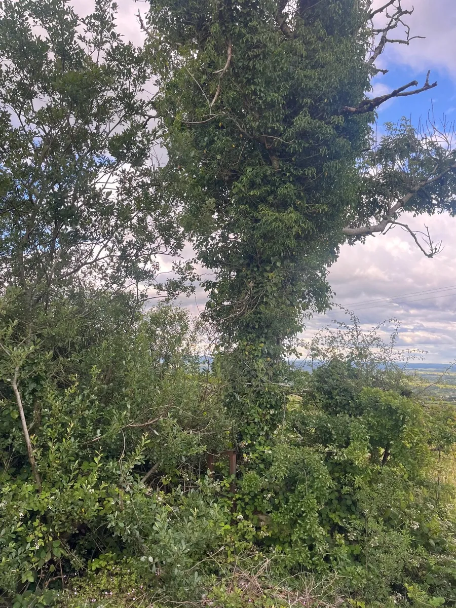 Trees - Image 2