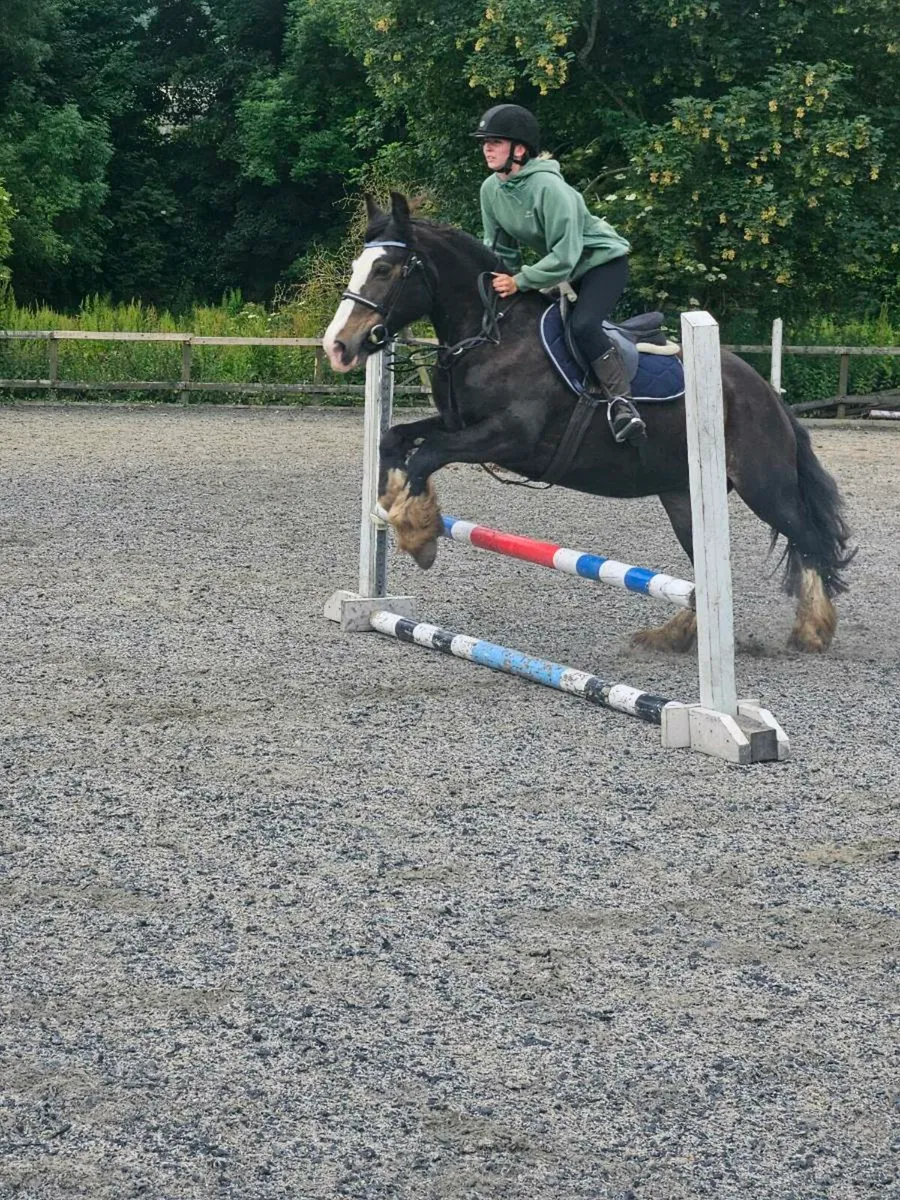 Perfect family pony - Image 1