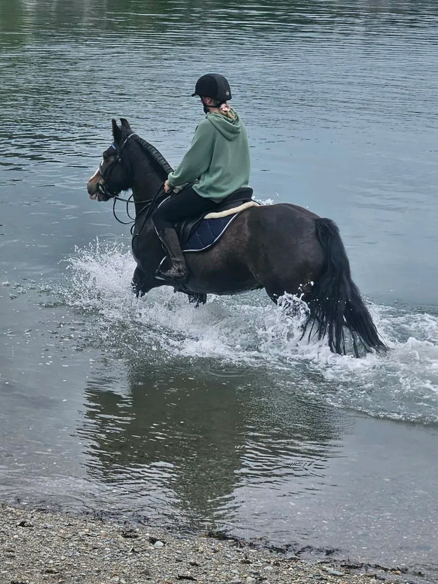 Perfect family pony - Image 2