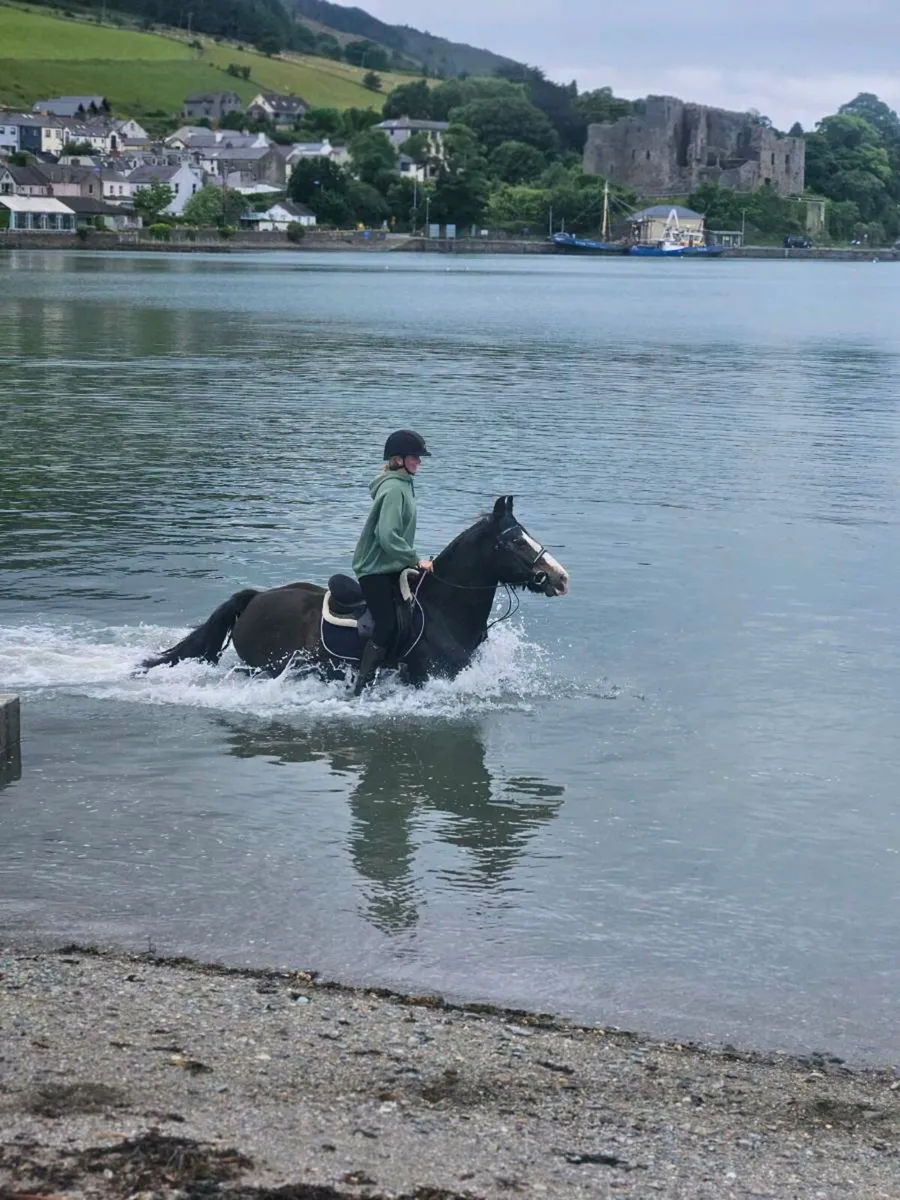Perfect family pony - Image 3