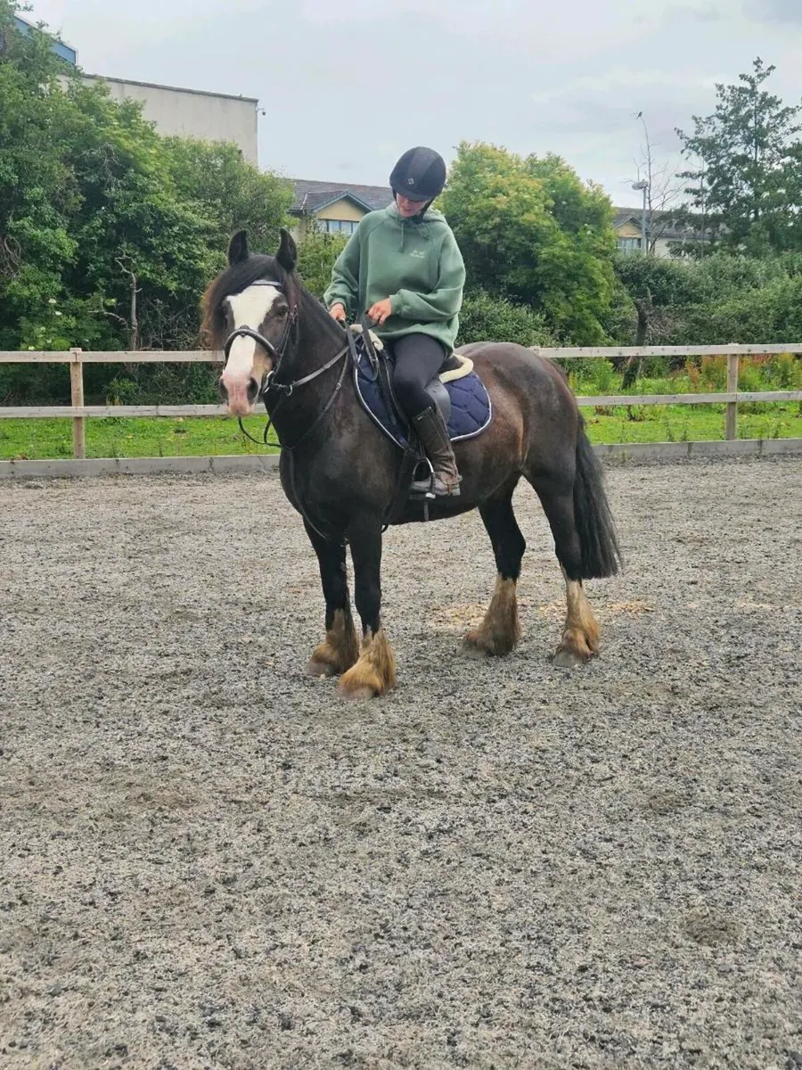 Perfect family pony - Image 4