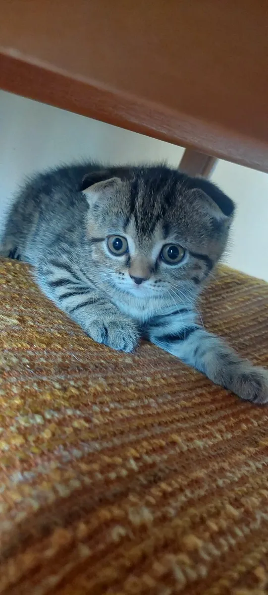Scottish fold and straight kittens - Image 4
