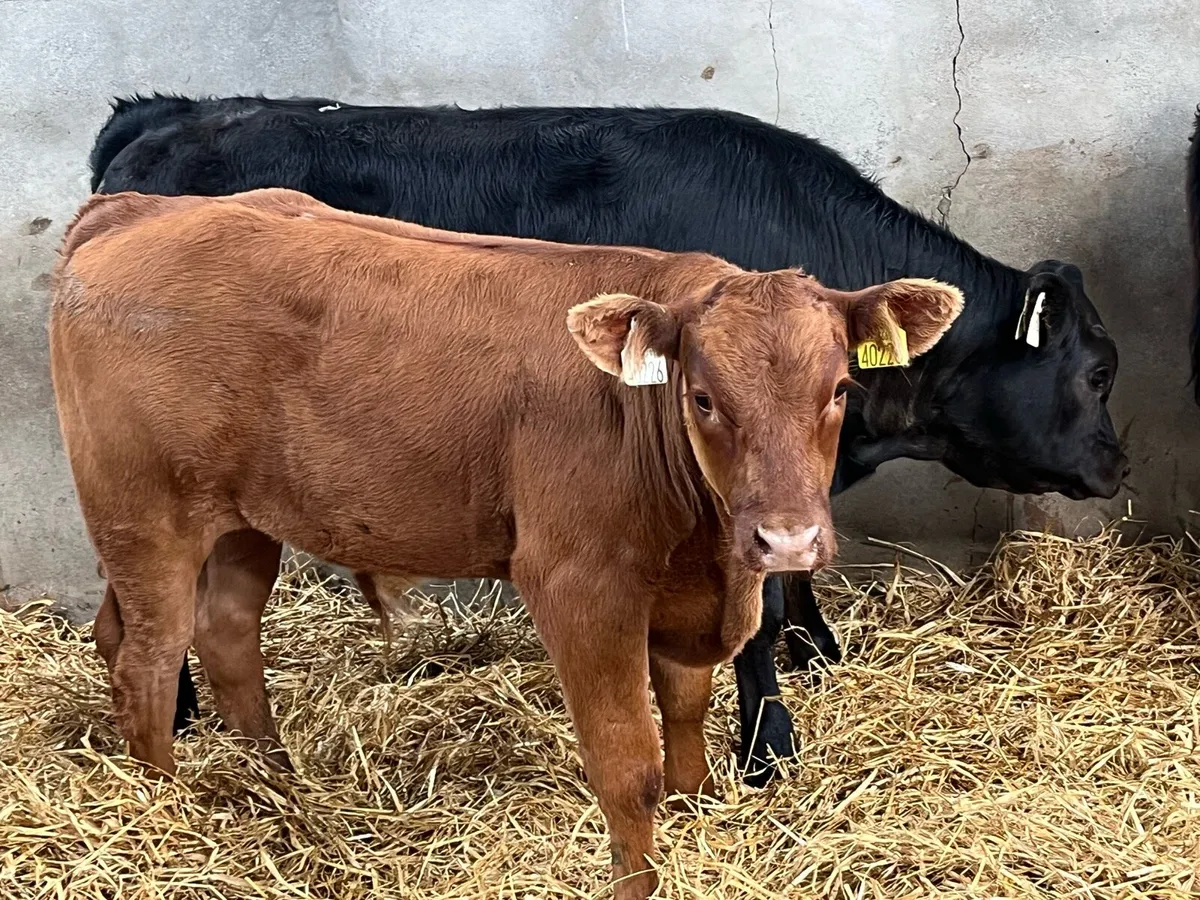 Super 230Kg Continental Bull Runners - Image 1