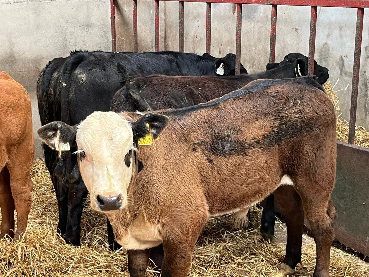 Super 230Kg Continental Bull Runners - Image 2