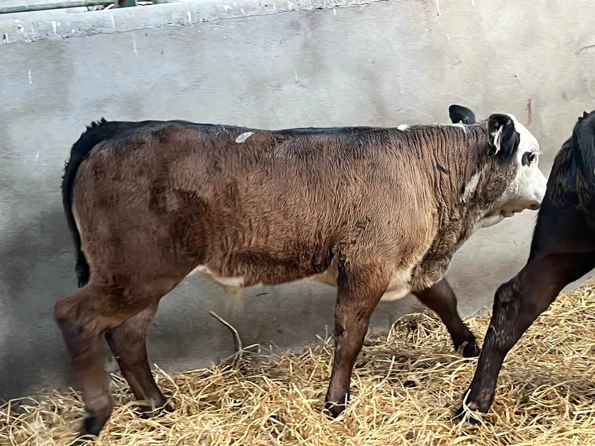 Super 230Kg Continental Bull Runners - Image 3