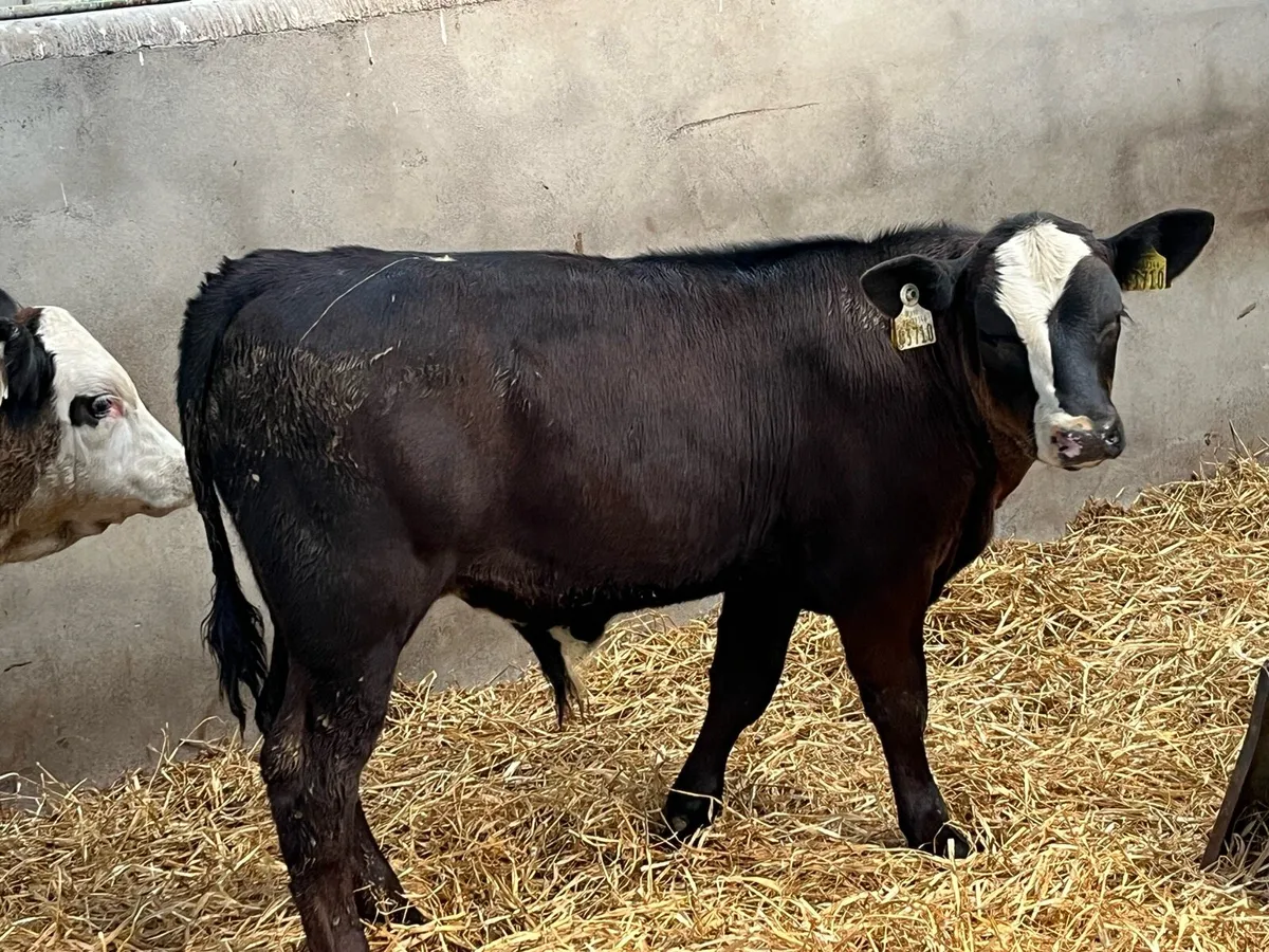 Super 230Kg Continental Bull Runners - Image 4