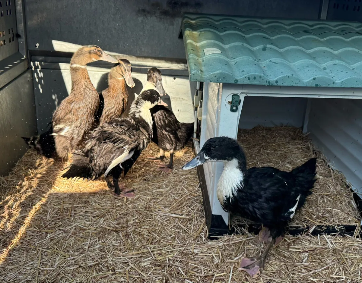 Ducklings 6 weeks old x-breed - Image 1