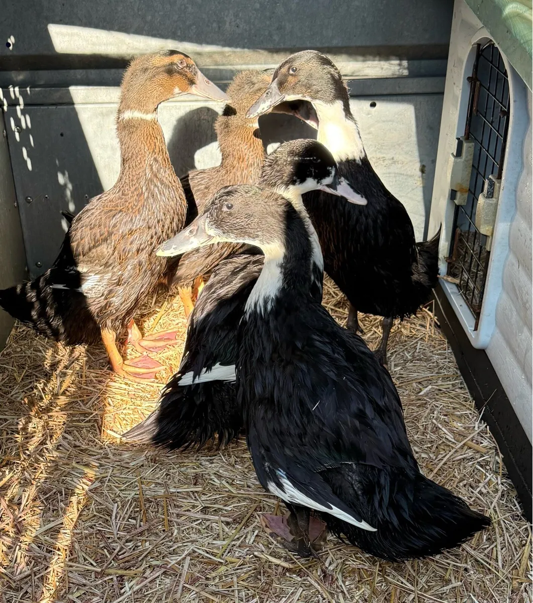 Ducklings 6 weeks old x-breed - Image 2