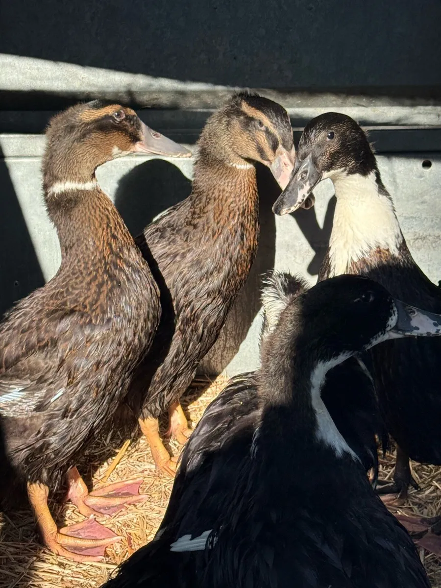 Ducklings 6 weeks old x-breed - Image 3