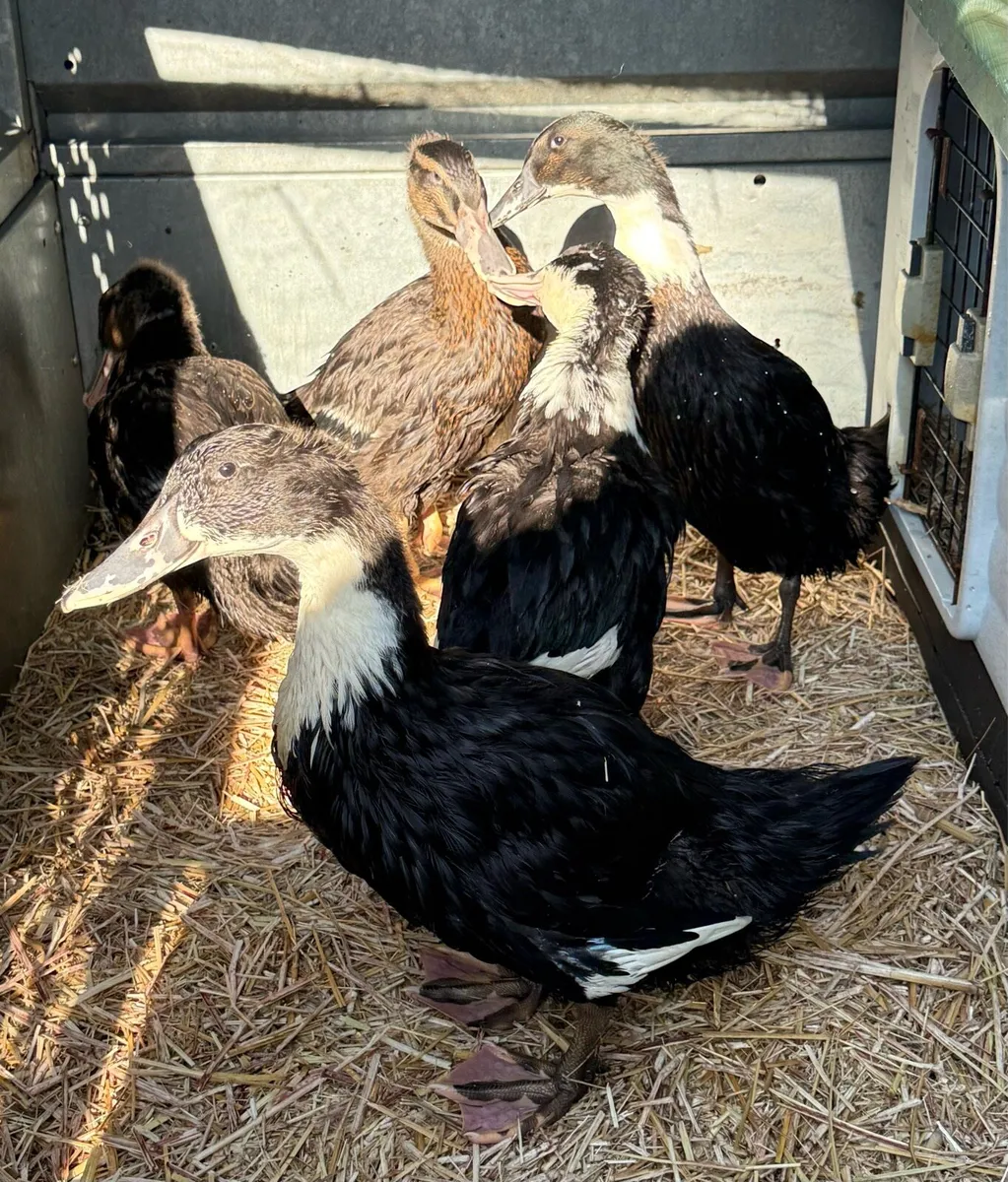 Ducklings 6 weeks old x-breed - Image 4