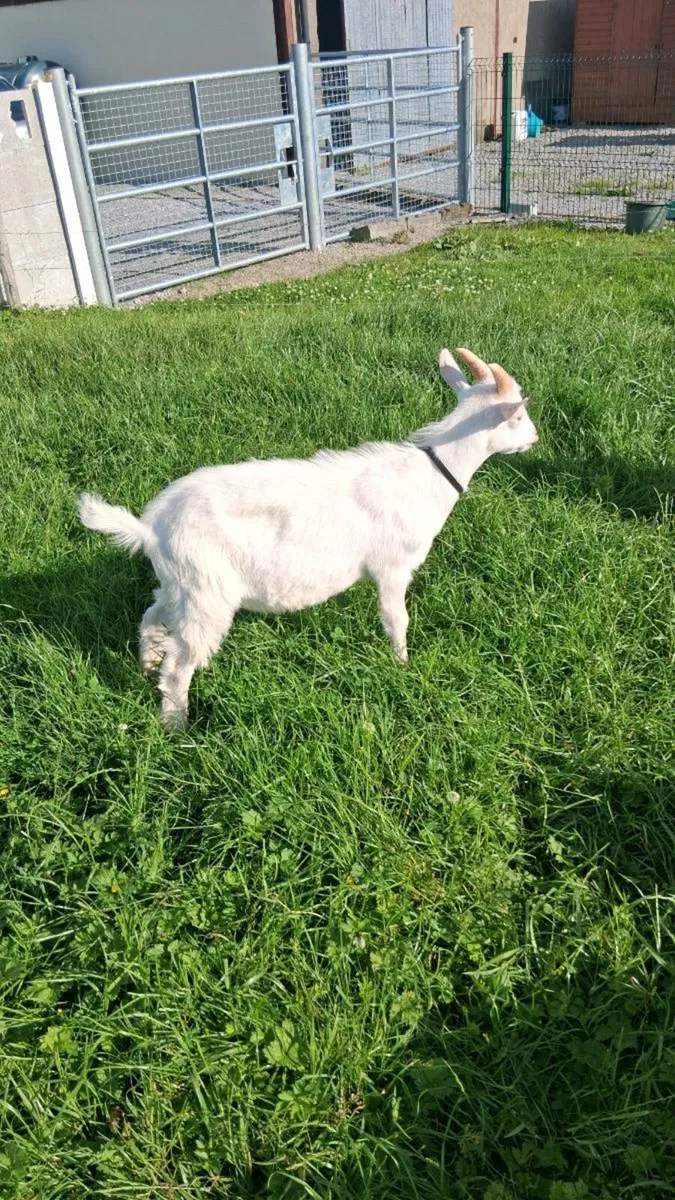 Pure Bred Saanen Puck Goat - Image 2