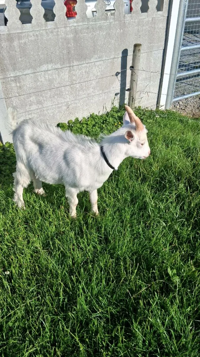Pure Bred Saanen Puck Goat - Image 3