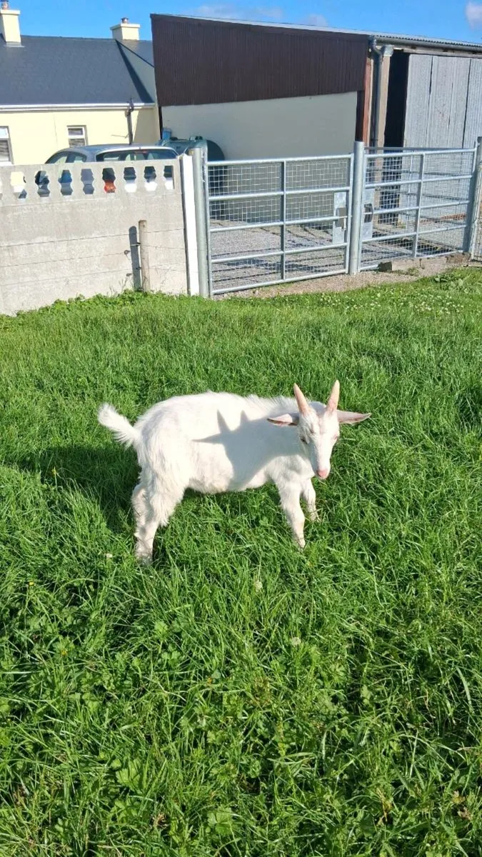 Pure Bred Saanen Puck Goat - Image 4