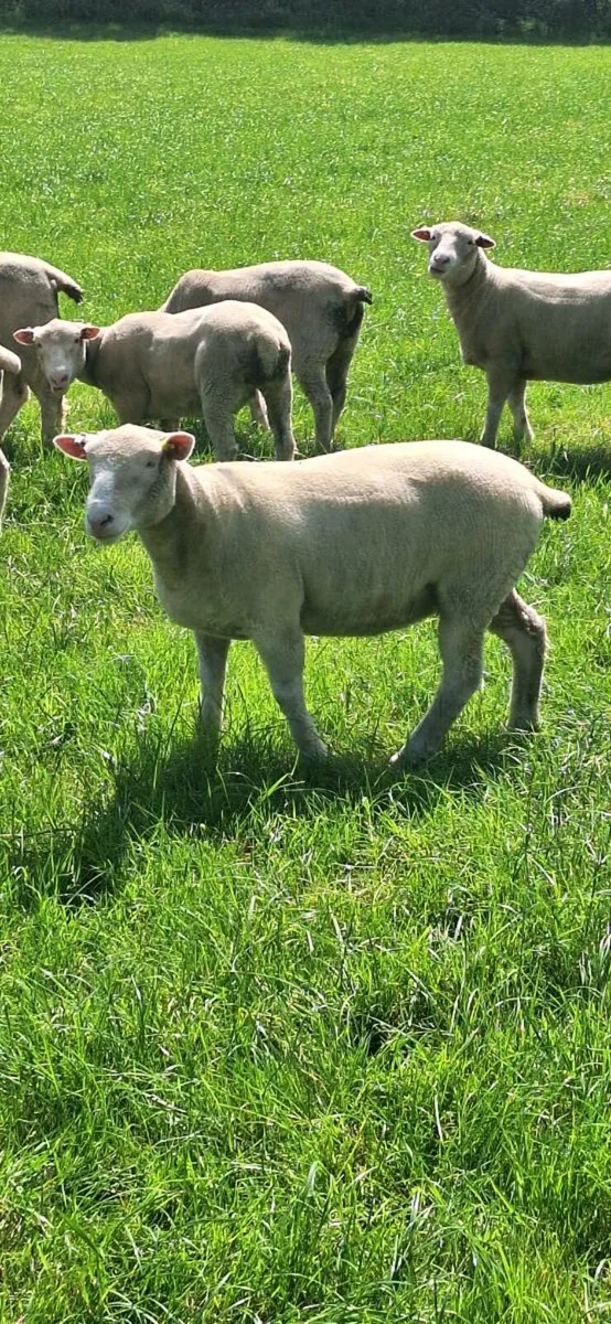 Pedigree Ewe Lambs - Image 1