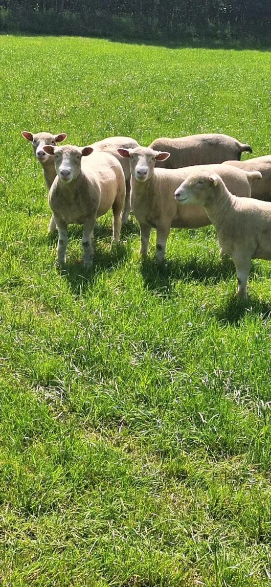 Pedigree Ewe Lambs - Image 2
