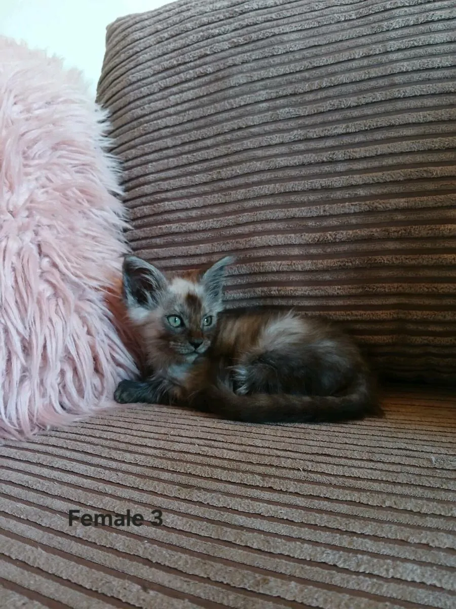 Maine coon kittens - Image 3
