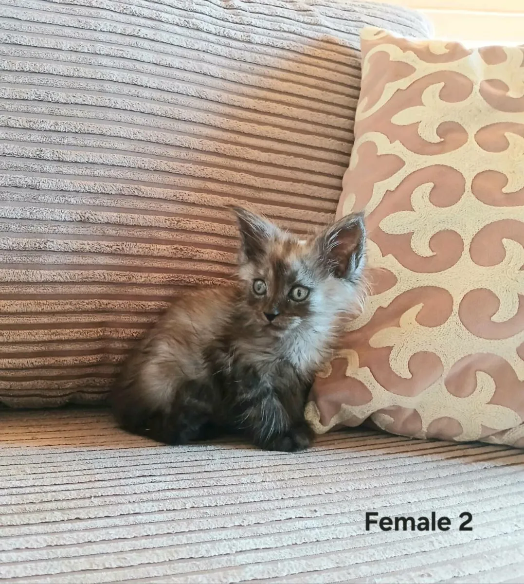 Maine coon kittens - Image 2